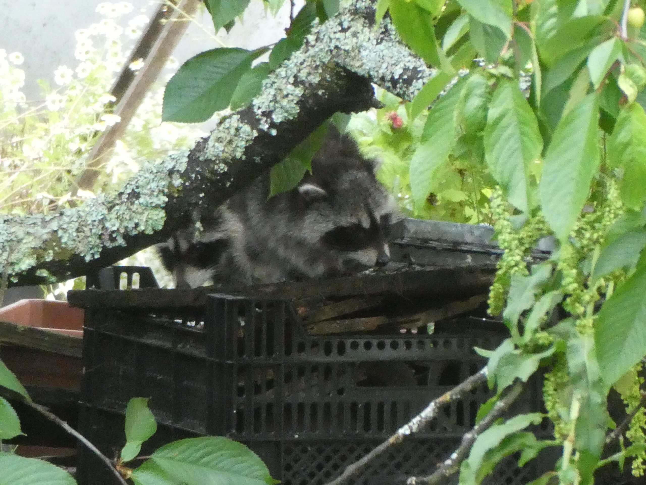 Biebertaler Bären Bande