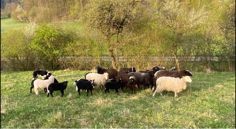 Steinschafe auf der Weide