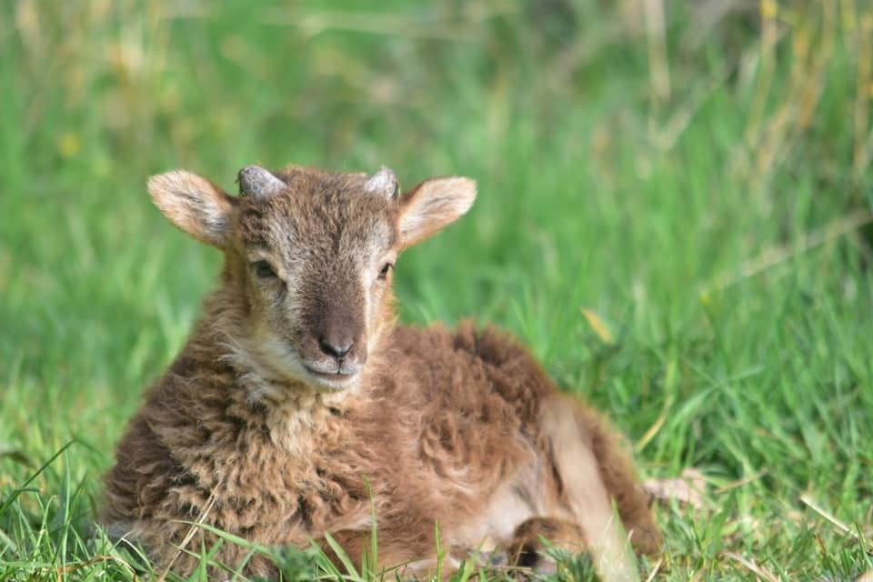 Soay Lamm
