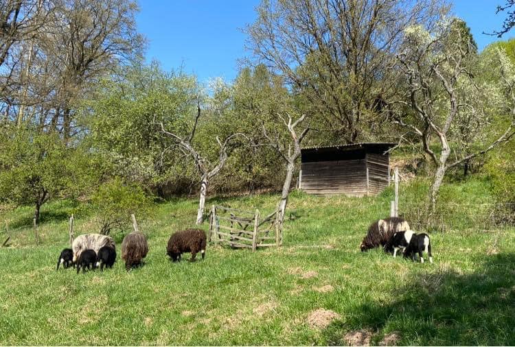 Steinschafe am Rimberg